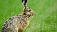 Article Graphic - Hare Coursing